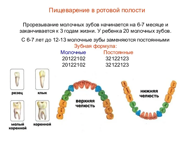 Прорезывание молочных зубов начинается на 6-7 месяце и заканчивается к 3 годам жизни.