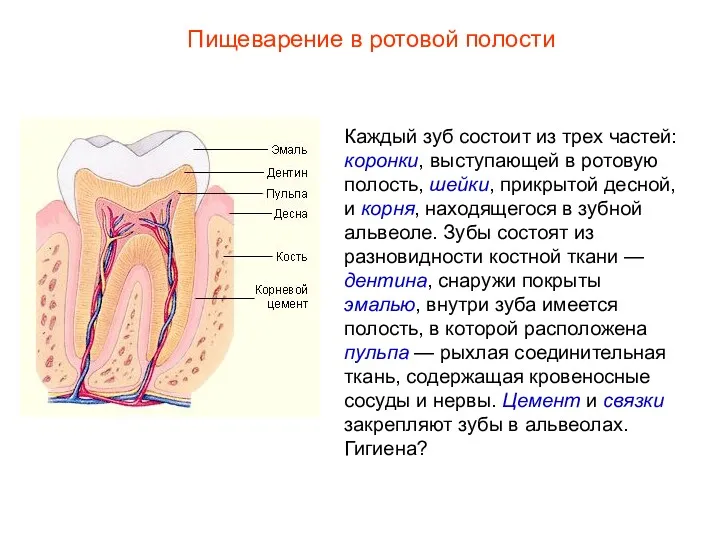 Каждый зуб состоит из трех частей: коронки, выступающей в ротовую