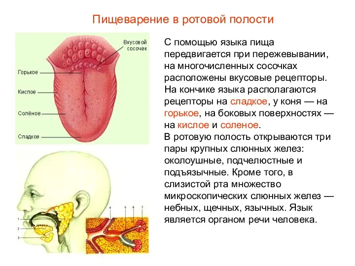 С помощью языка пища передвигается при пережевывании, на многочисленных сосочках