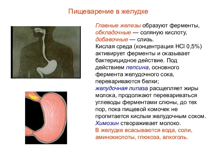 Главные железы образуют ферменты, обкладочные — соляную кислоту, добавочные —