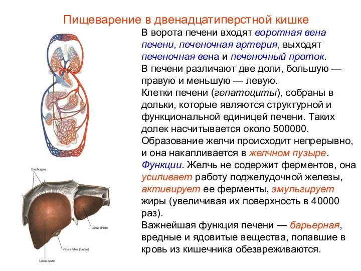 В ворота печени входят воротная вена печени, печеночная артерия, выходят печеночная вена и