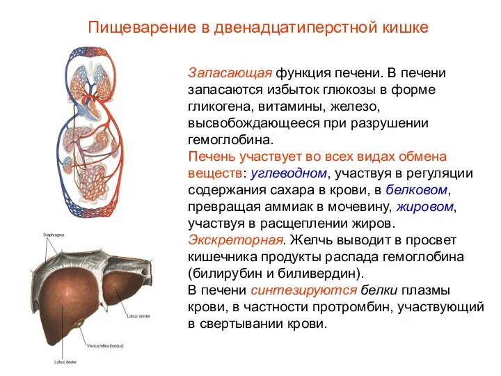 Запасающая функция печени. В печени запасаются избыток глюкозы в форме гликогена, витамины, железо,