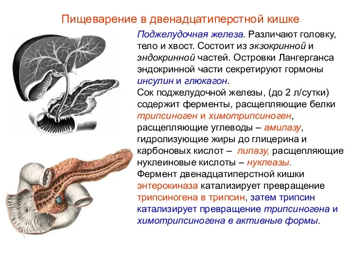 Поджелудочная железа. Различают головку, тело и хвост. Состоит из экзокринной и эндокринной частей.