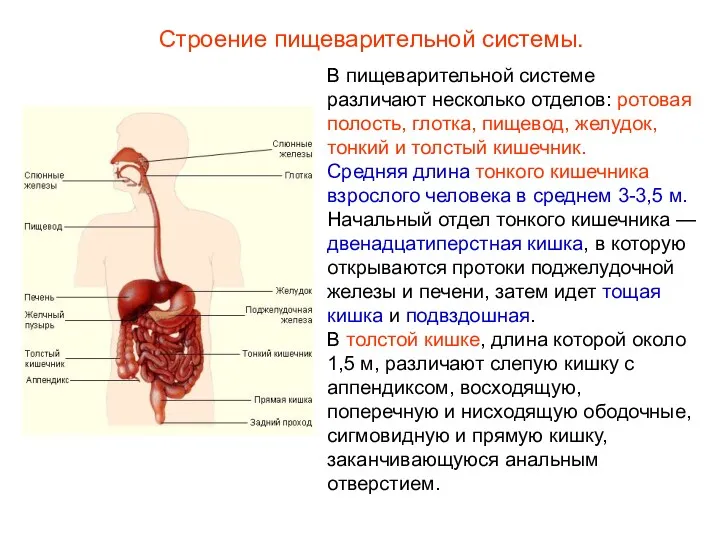 Строение пищеварительной системы. В пищеварительной системе различают несколько отделов: ротовая