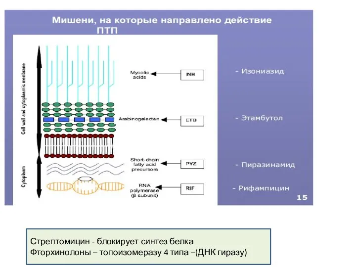 Стрептомицин - блокирует синтез белка Фторхинолоны – топоизомеразу 4 типа –(ДНК гиразу)