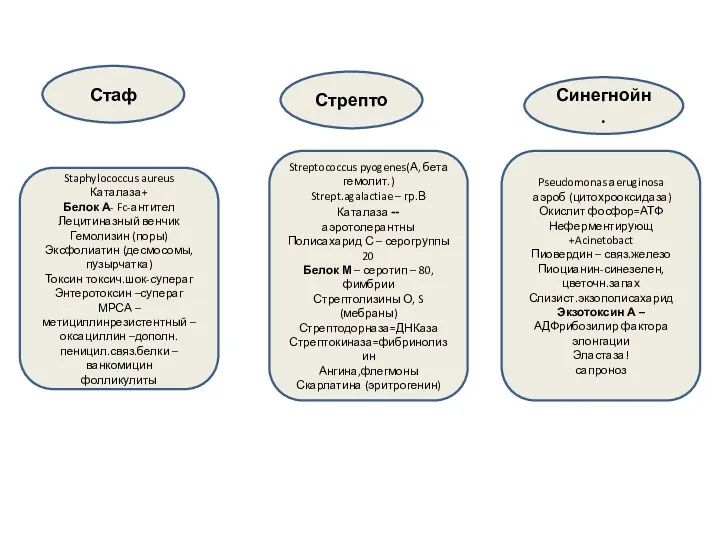 Стаф Staphylococcus aureus Каталаза+ Белок А- Fc-антител Лецитиназный венчик Гемолизин