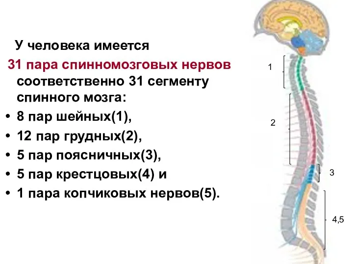 У человека имеется 31 пара спинномозговых нервов соответственно 31 сегменту спинного мозга: 8
