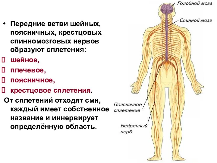 Передние ветви шейных, поясничных, крестцовых спинномозговых нервов образуют сплетения: шейное, плечевое, поясничное, крестцовое