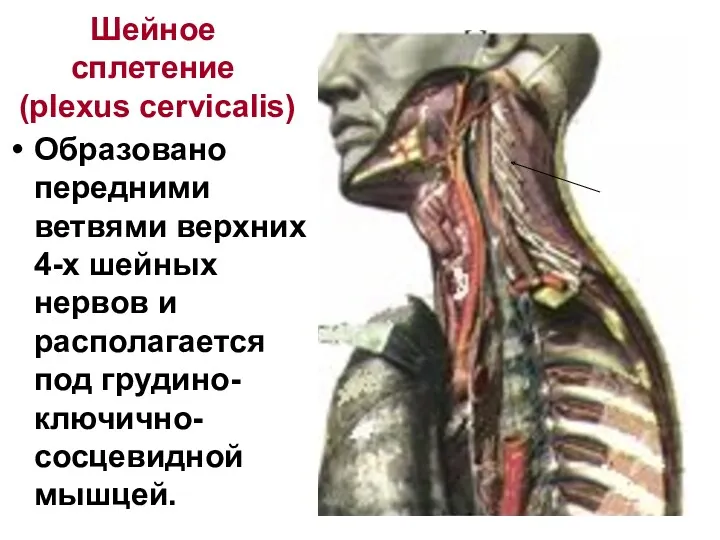Шейное сплетение (plexus cervicalis) Образовано передними ветвями верхних 4-х шейных нервов и располагается под грудино-ключично-сосцевидной мышцей.