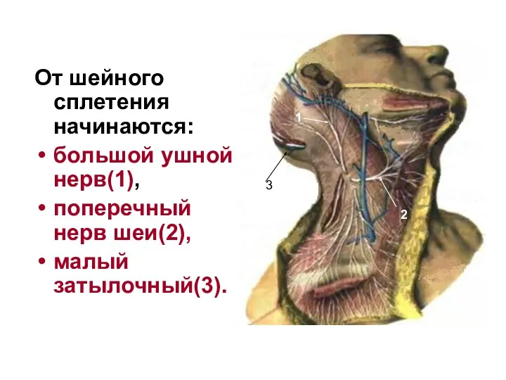 От шейного сплетения начинаются: большой ушной нерв(1), поперечный нерв шеи(2), малый затылочный(3). 1 2 3