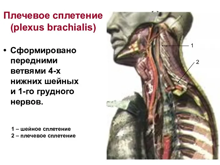 Плечевое сплетение (plexus brachialis) Сформировано передними ветвями 4-х нижних шейных и 1-го грудного