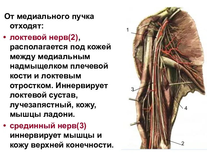 От медиального пучка отходят: локтевой нерв(2), располагается под кожей между медиальным надмыщелком плечевой