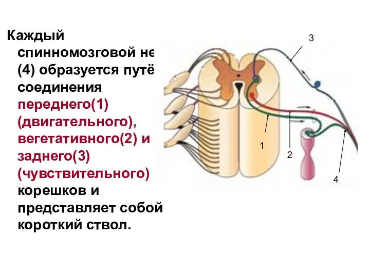 Каждый спинномозговой нерв(4) образуется путём соединения переднего(1) (двигательного), вегетативного(2) и заднего(3) (чувствительного) корешков