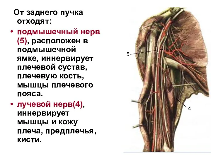 От заднего пучка отходят: подмышечный нерв(5), расположен в подмышечной ямке, иннервирует плечевой сустав,