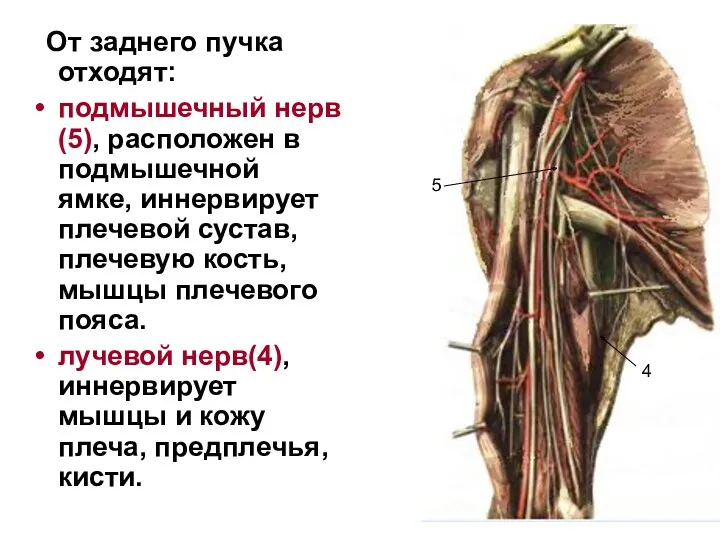 От заднего пучка отходят: подмышечный нерв(5), расположен в подмышечной ямке,