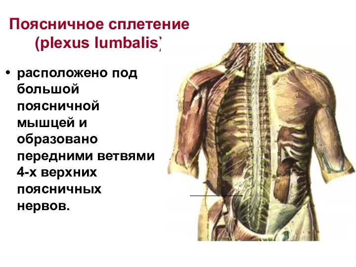 Поясничное сплетение (plexus lumbalis) расположено под большой поясничной мышцей и образовано передними ветвями