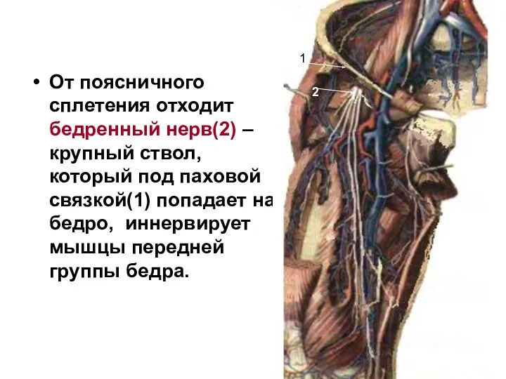 От поясничного сплетения отходит бедренный нерв(2) – крупный ствол, который под паховой связкой(1)