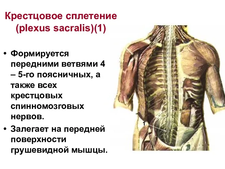 Крестцовое сплетение (plexus sacralis)(1) Формируется передними ветвями 4 – 5-го