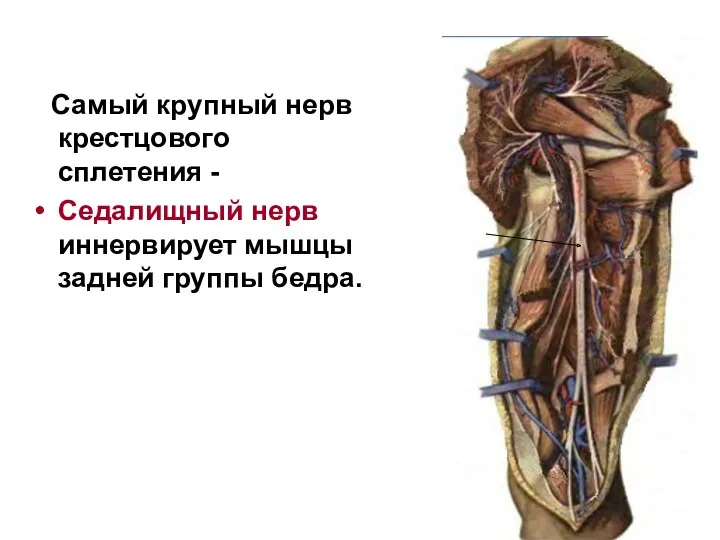 Самый крупный нерв крестцового сплетения - Седалищный нерв иннервирует мышцы задней группы бедра.