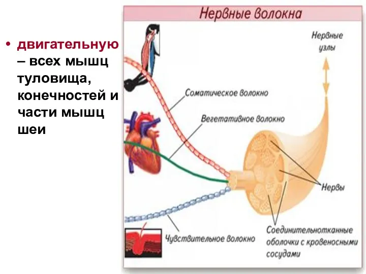 двигательную – всех мышц туловища, конечностей и части мышц шеи