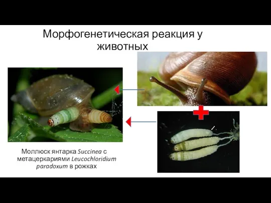 Морфогенетическая реакция у животных Моллюск янтарка Succinea с метацеркариями Leucochloridium paradoxum в рожках