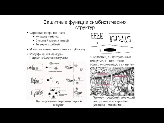 Защитные функции симбиотических структур Строение покровов тела Кутикула нематод Синцитий плоских червей Тегумент