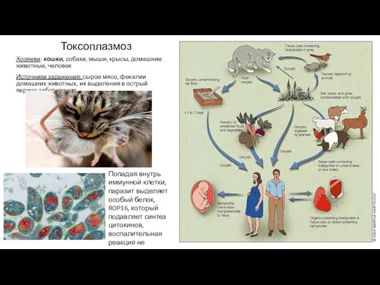 Токсоплазмоз Хозяева: кошки, собаки, мыши, крысы, домашние животные, человек Источники заражения: сырое мясо,