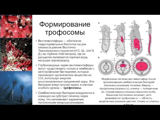 Формирование трофосомы Морфогенез личинки вестиментифер после проникновения симбиотических бактерий (показаны