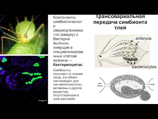 Компоненты симбиотического сверхорганизма: тля (вверху) и бактерии Buchnera, живущие в специализированных клетках хозяина