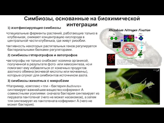 Симбиозы, основанные на биохимической интеграции 1) азотфиксирующие симбиозы специальные ферменты растений, работающие только