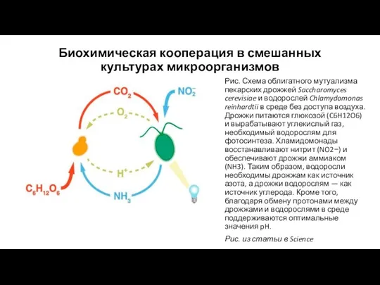 Биохимическая кооперация в смешанных культурах микроорганизмов Рис. Схема облигатного мутуализма