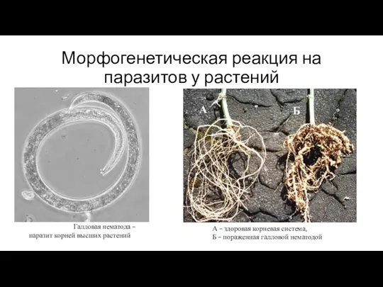 Морфогенетическая реакция на паразитов у растений Галловая нематода – паразит корней высших растений