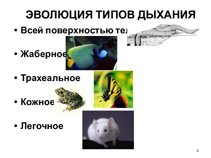 ЭВОЛЮЦИЯ ТИПОВ ДЫХАНИЯ Всей поверхностью тела Жаберное Трахеальное Кожное Легочное