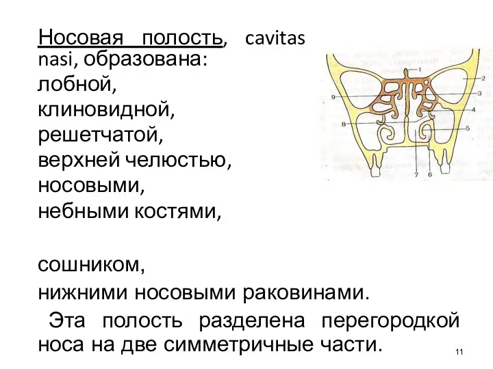 Носовая полость, cavitas nasi, образована: лобной, клиновидной, решетчатой, верхней челюстью,