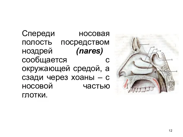 Спереди носовая полость посредством ноздрей (nares) сообщается с окружающей средой,