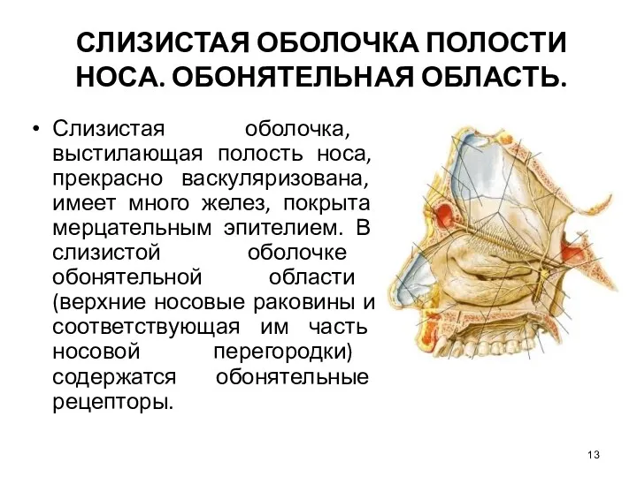 СЛИЗИСТАЯ ОБОЛОЧКА ПОЛОСТИ НОСА. ОБОНЯТЕЛЬНАЯ ОБЛАСТЬ. Слизистая оболочка, выстилающая полость