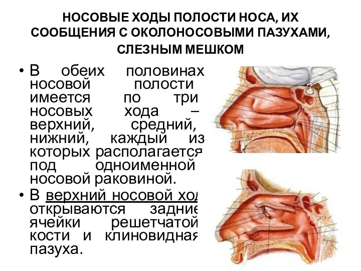 НОСОВЫЕ ХОДЫ ПОЛОСТИ НОСА, ИХ СООБЩЕНИЯ С ОКОЛОНОСОВЫМИ ПАЗУХАМИ, СЛЕЗНЫМ