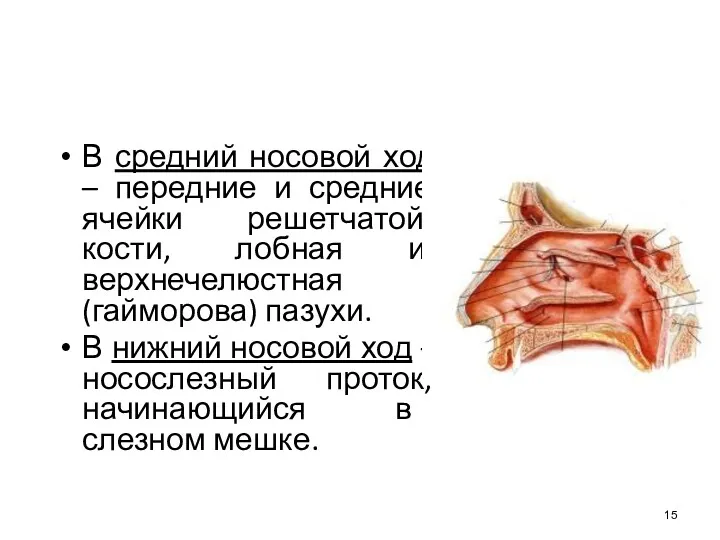 В средний носовой ход – передние и средние ячейки решетчатой