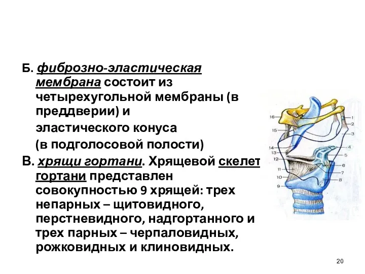 Б. фиброзно-эластическая мембрана состоит из четырехугольной мембраны (в преддверии) и