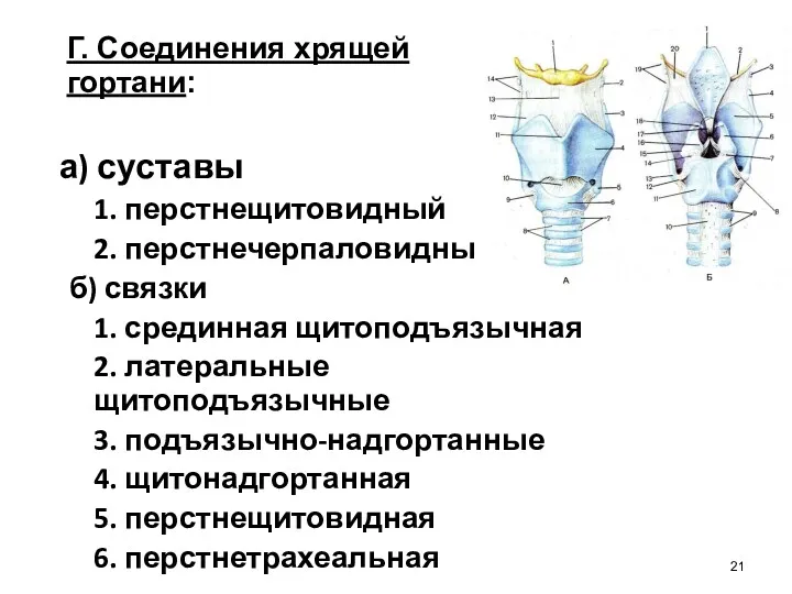 а) суставы 1. перстнещитовидный 2. перстнечерпаловидный б) связки 1. срединная