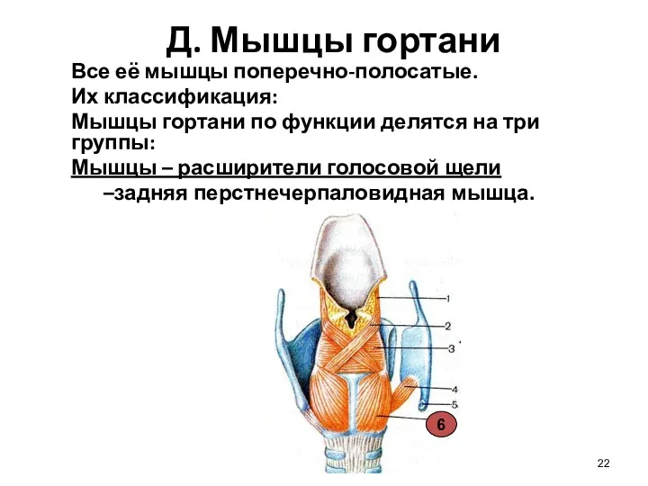 Д. Мышцы гортани Все её мышцы поперечно-полосатые. Их классификация: Мышцы