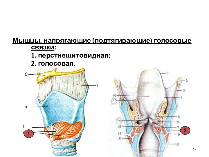 Мышцы, напрягающие (подтягивающие) голосовые связки: 1. перстнещитовидная; 2. голосовая. 1 2