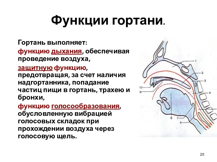 Функции гортани. Гортань выполняет: функцию дыхания, обеспечивая проведение воздуха, защитную