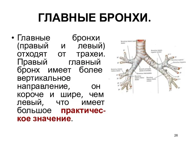 ГЛАВНЫЕ БРОНХИ. Главные бронхи (правый и левый) отходят от трахеи.