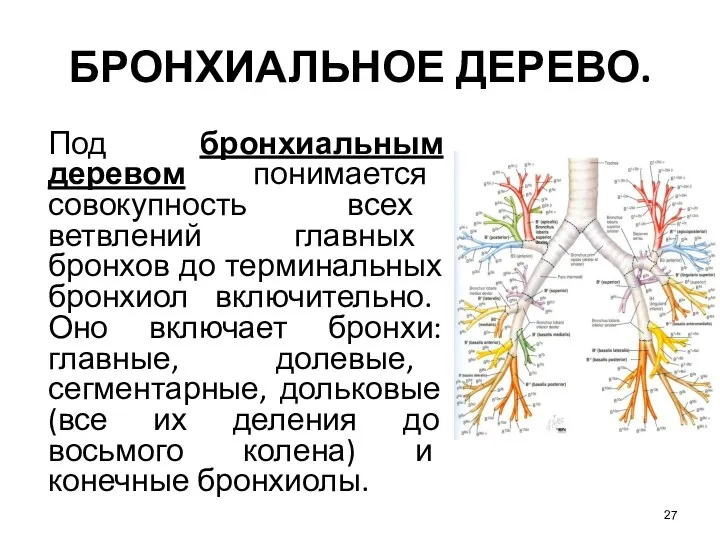 БРОНХИАЛЬНОЕ ДЕРЕВО. Под бронхиальным деревом понимается совокупность всех ветвлений главных