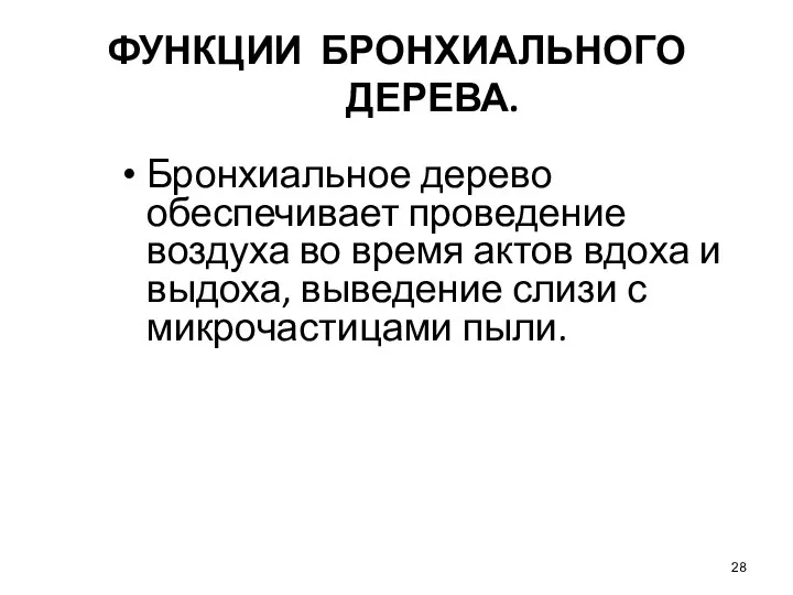 ФУНКЦИИ БРОНХИАЛЬНОГО ДЕРЕВА. Бронхиальное дерево обеспечивает проведение воздуха во время