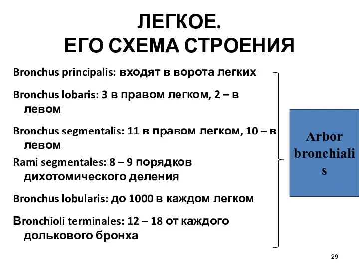 ЛЕГКОЕ. ЕГО СХЕМА СТРОЕНИЯ Bronchus principalis: входят в ворота легких