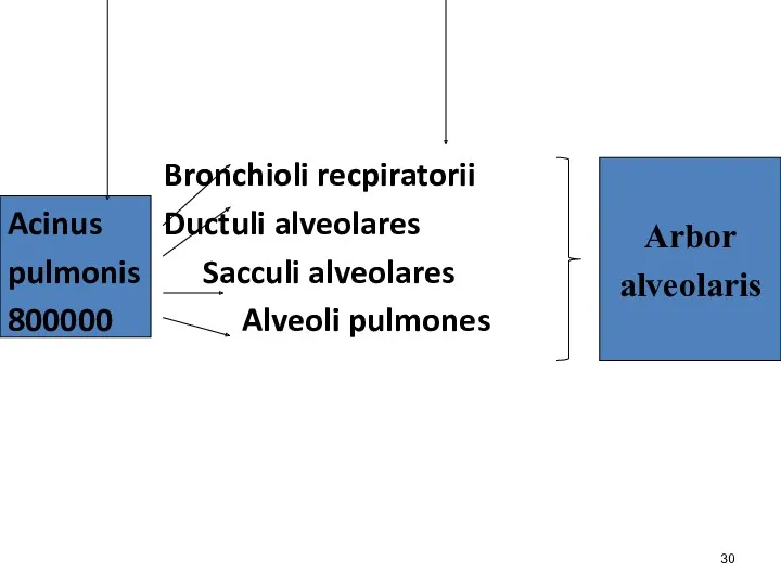 Bronchioli recpiratorii Acinus Ductuli alveolares pulmonis Sacculi alveolares 800000 Alveoli pulmones Arbor alveolaris