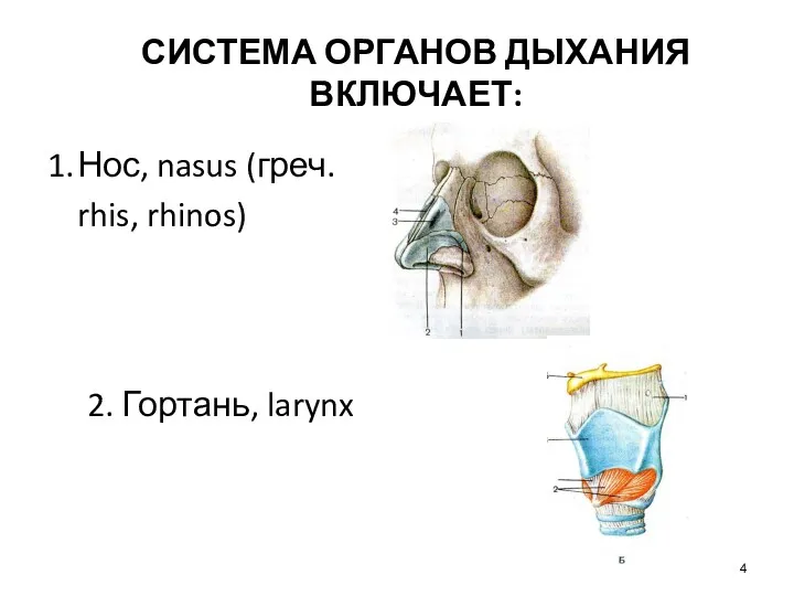 СИСТЕМА ОРГАНОВ ДЫХАНИЯ ВКЛЮЧАЕТ: 1. Нос, nasus (греч. rhis, rhinos) 2. Гортань, larynx