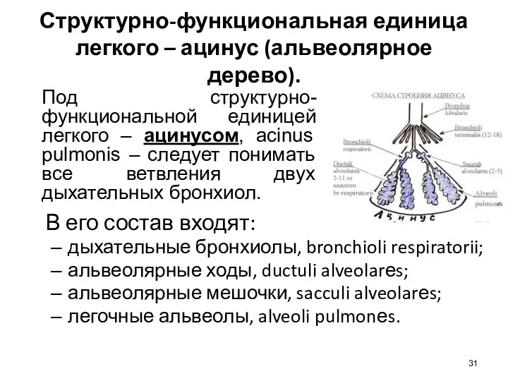 Структурно-функциональная единица легкого – ацинус (альвеолярное дерево). В его состав